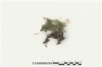 藏品(東亞孔雀苔)的圖片